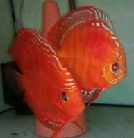 Discus Red Eddy
